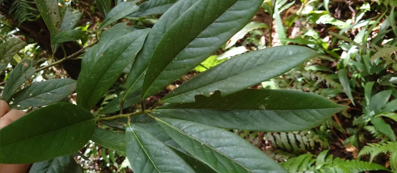 Symplocos glauca