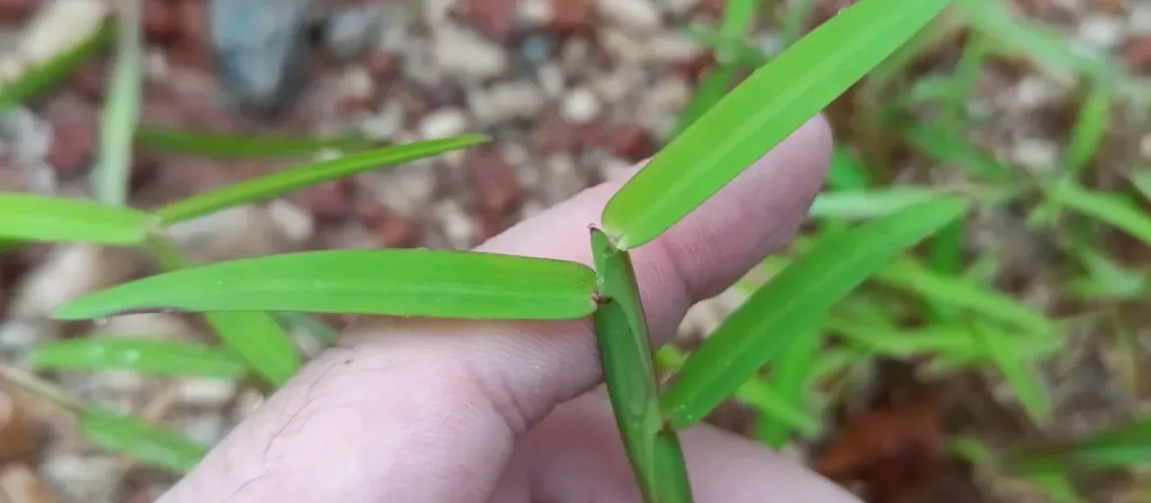 Schizachyrium maclaudii