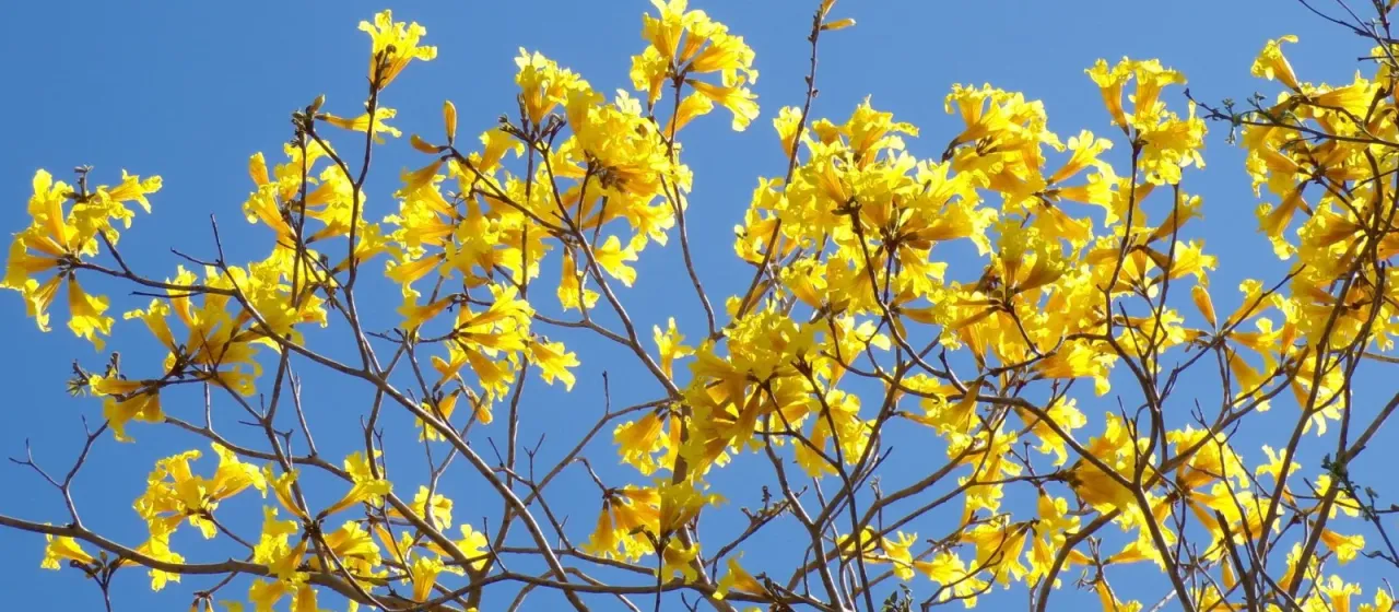 Golden Trumpet Tree