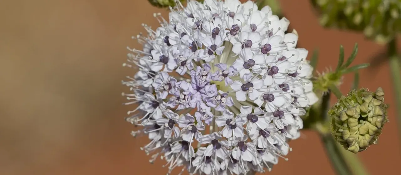 Trachymene glaucifolia