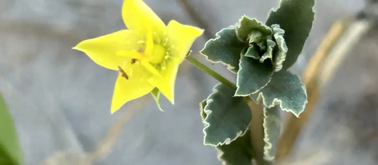 Talinum crispatulum