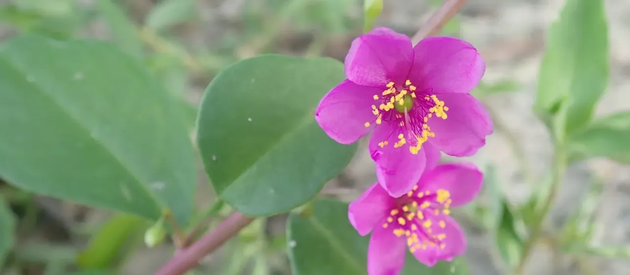 Talinum portulacifolium