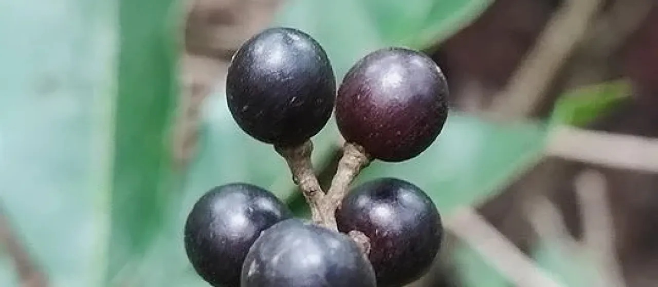 Tapirira guianensis