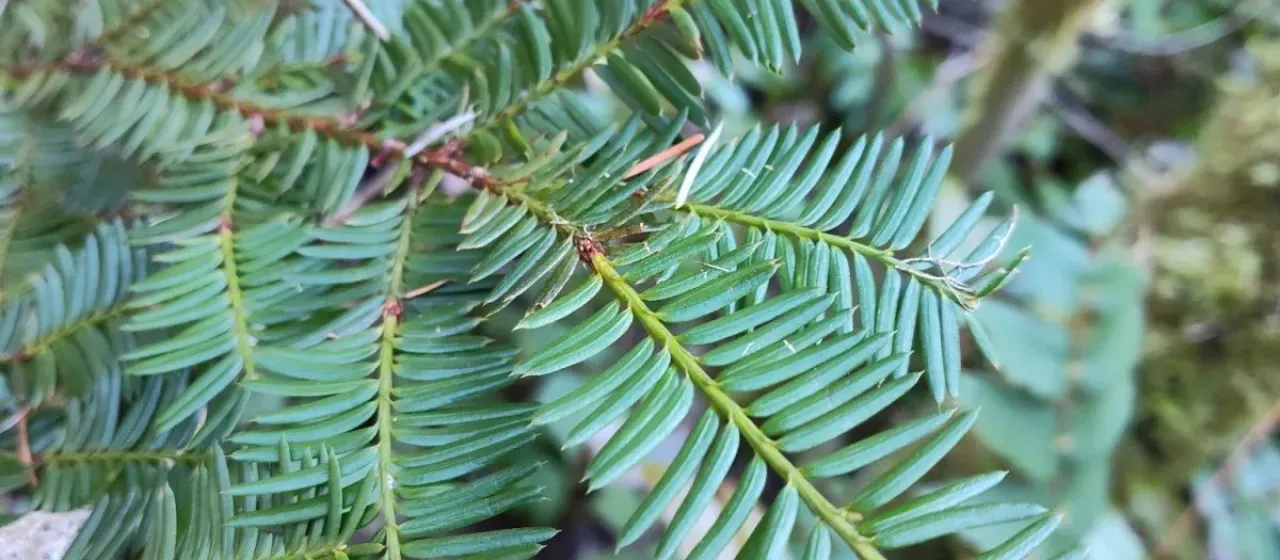 Pacific yew