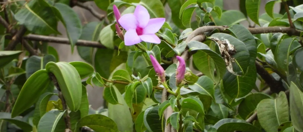 Rubber vine