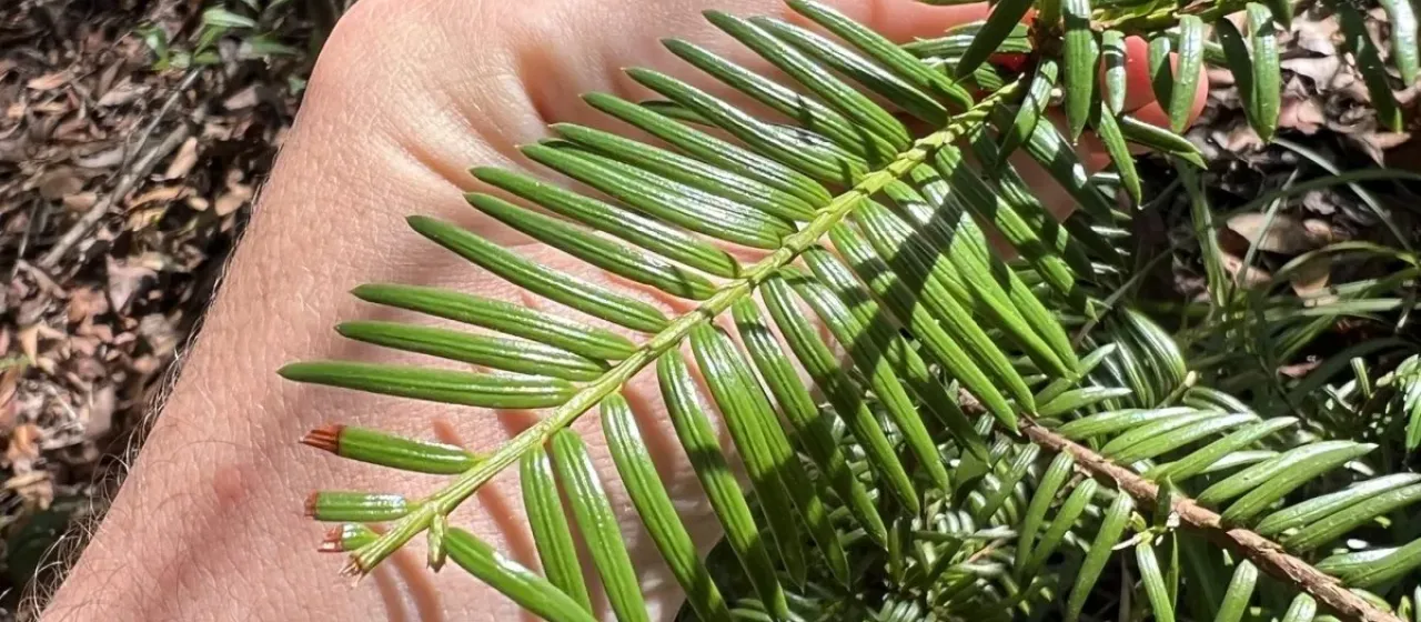 Florida yew