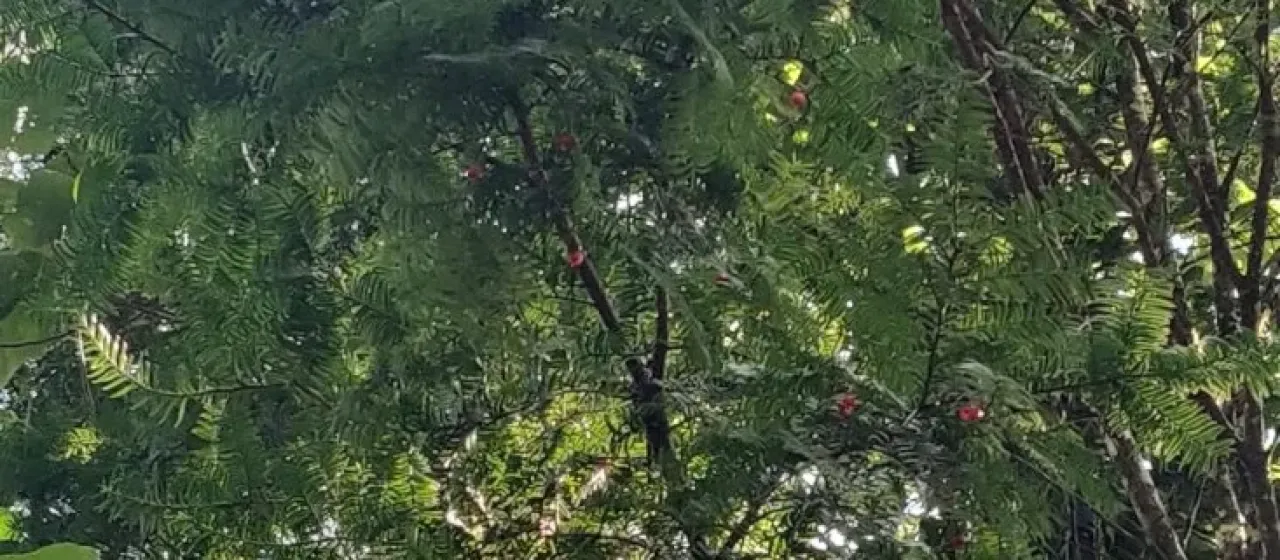 Himalayan Yew