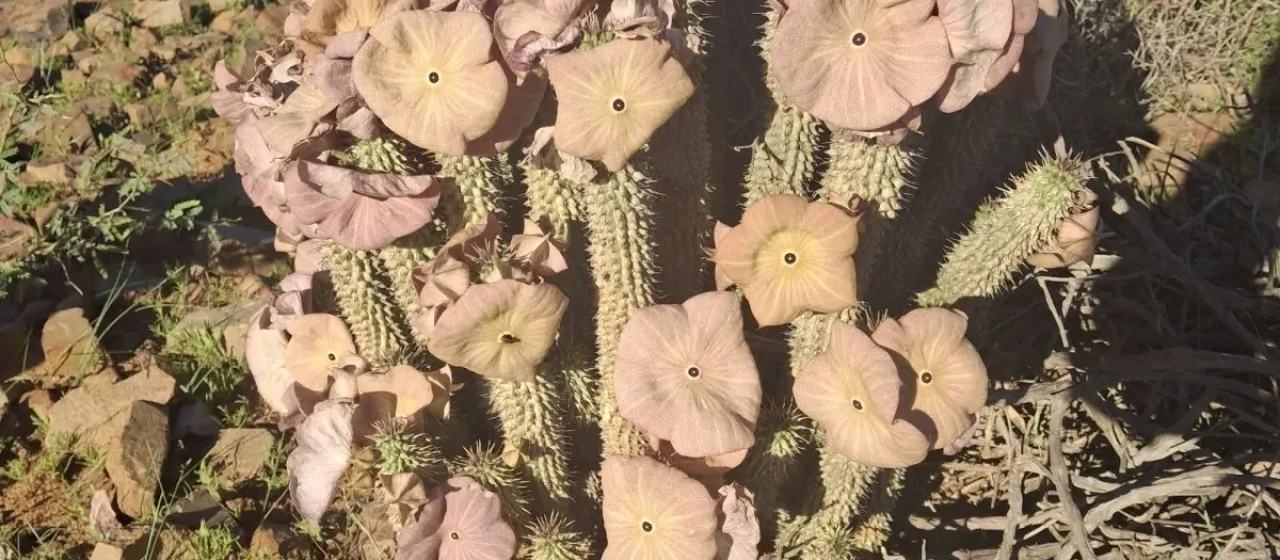 Trichocaulon