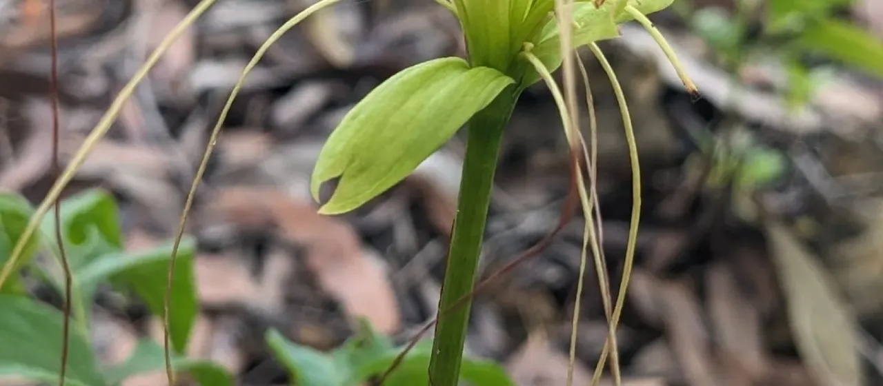 East Indian arrowroot