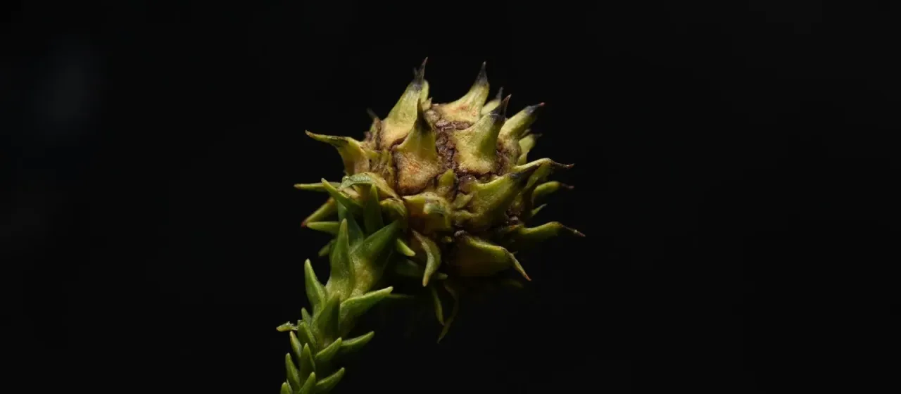 Japanese cedar