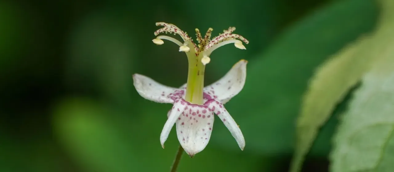 Tricyrtis macropoda