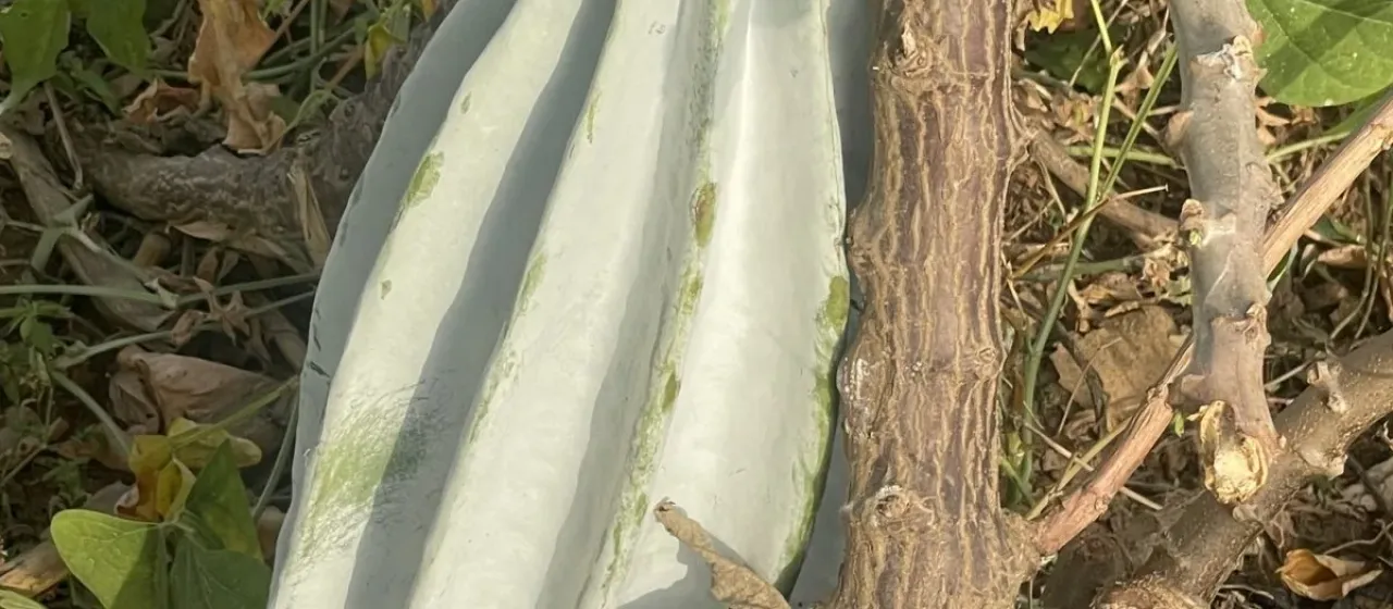 Fluted pumpkin
