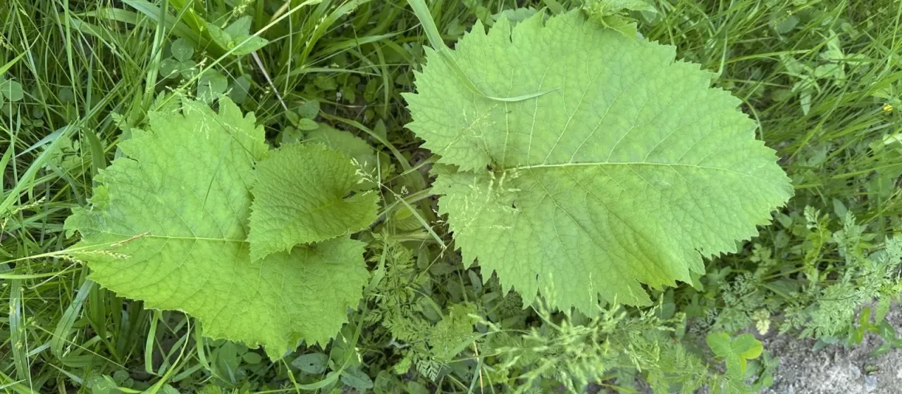 Heartleaf oxeye