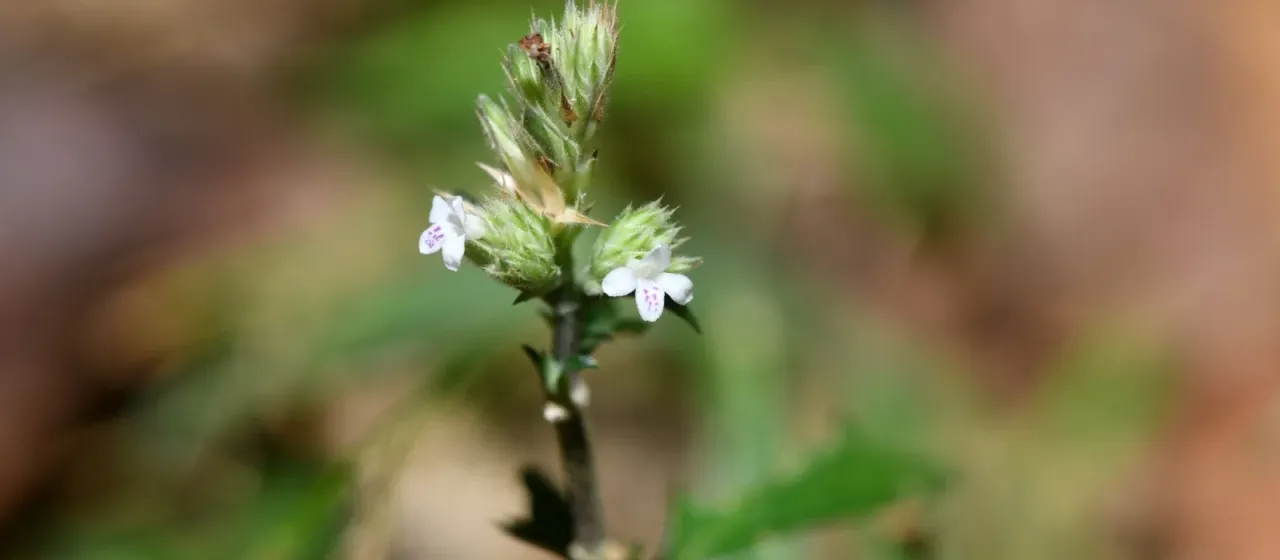 Lepidagathis formosensis