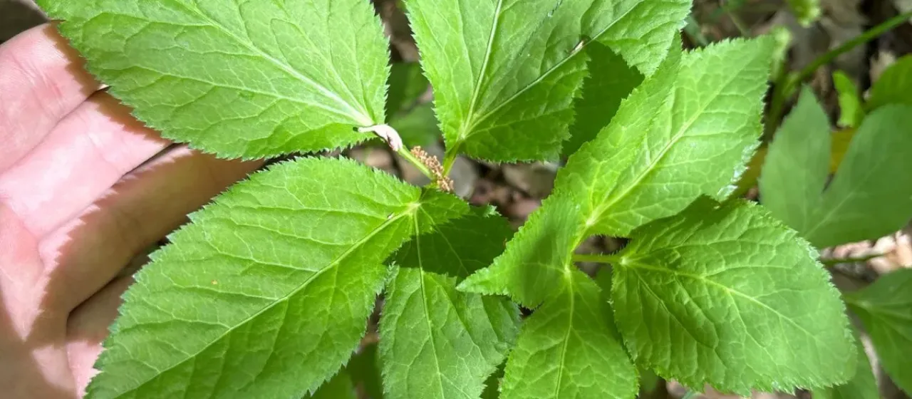 Canadian honewort