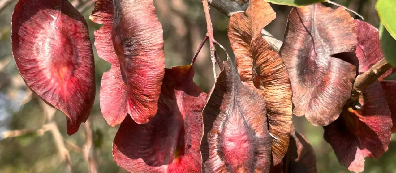 Terminalia prunioides