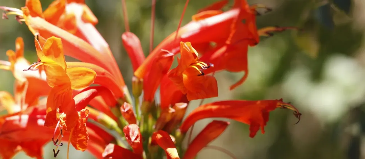 Tecomaria