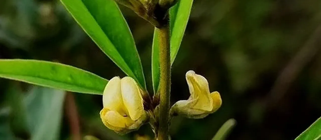 Tephrosia brevipes