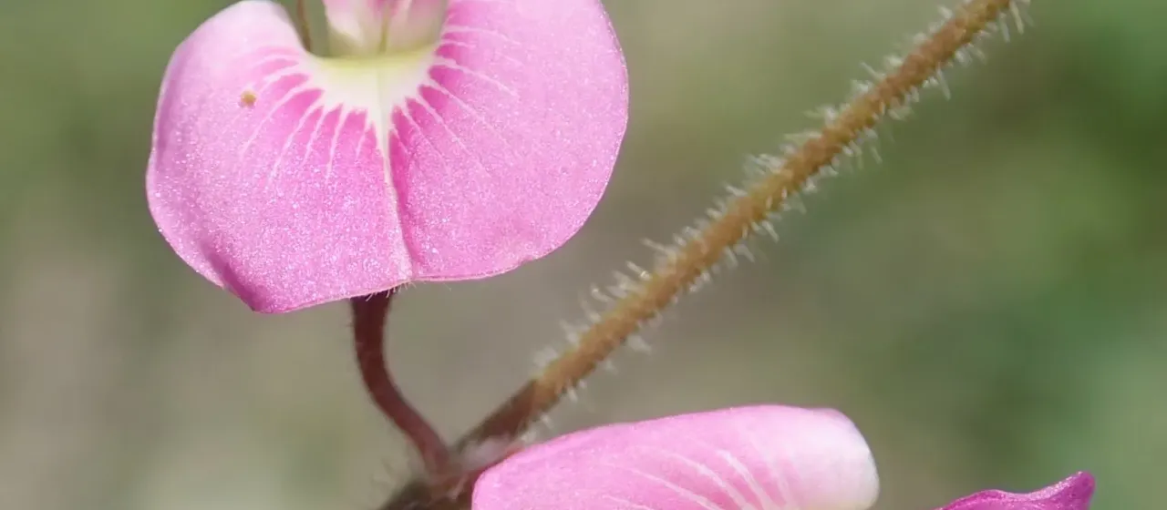 Tephrosia lupinifolia