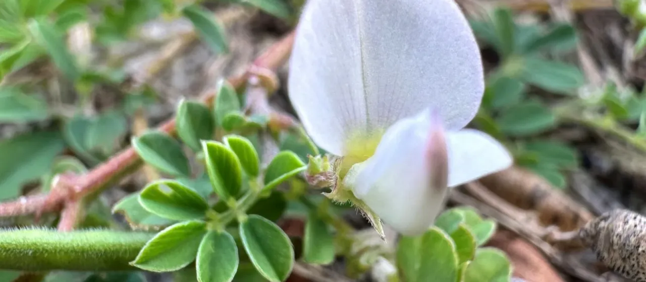 Tephrosia pumila