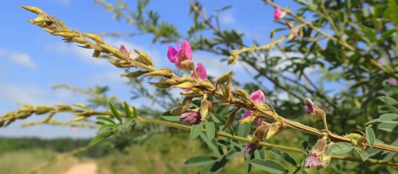 Tephrosia polystachya