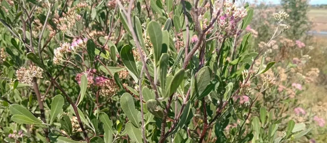 Tessaria integrifolia