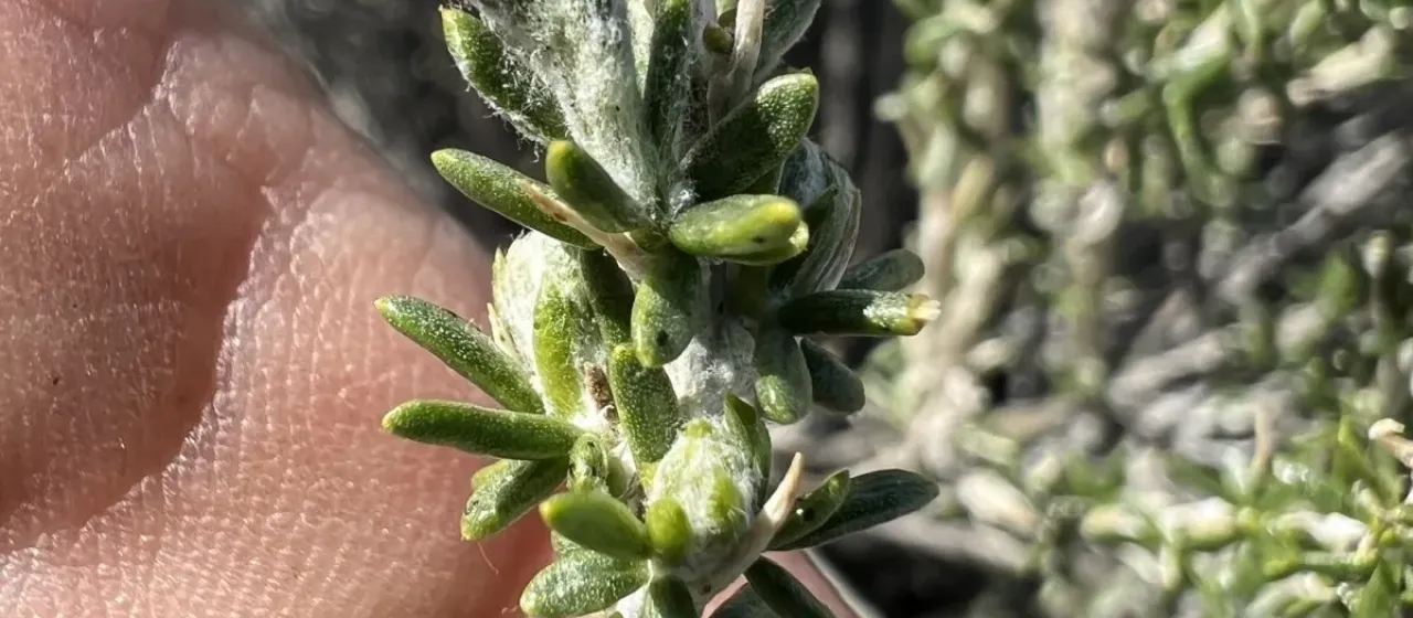 Smooth Horsebrush