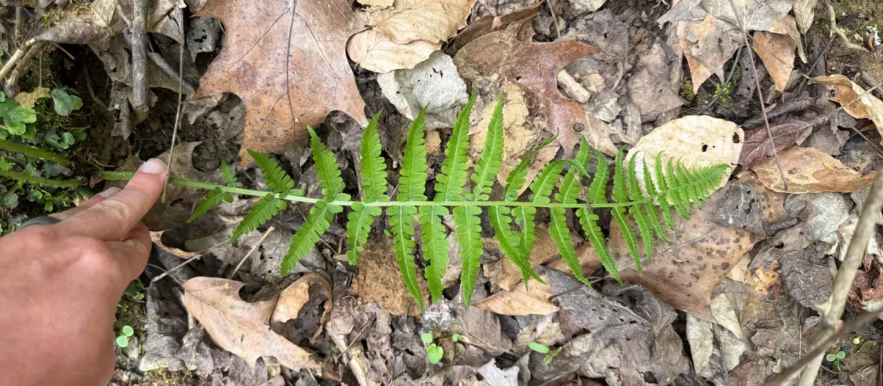 New York fern