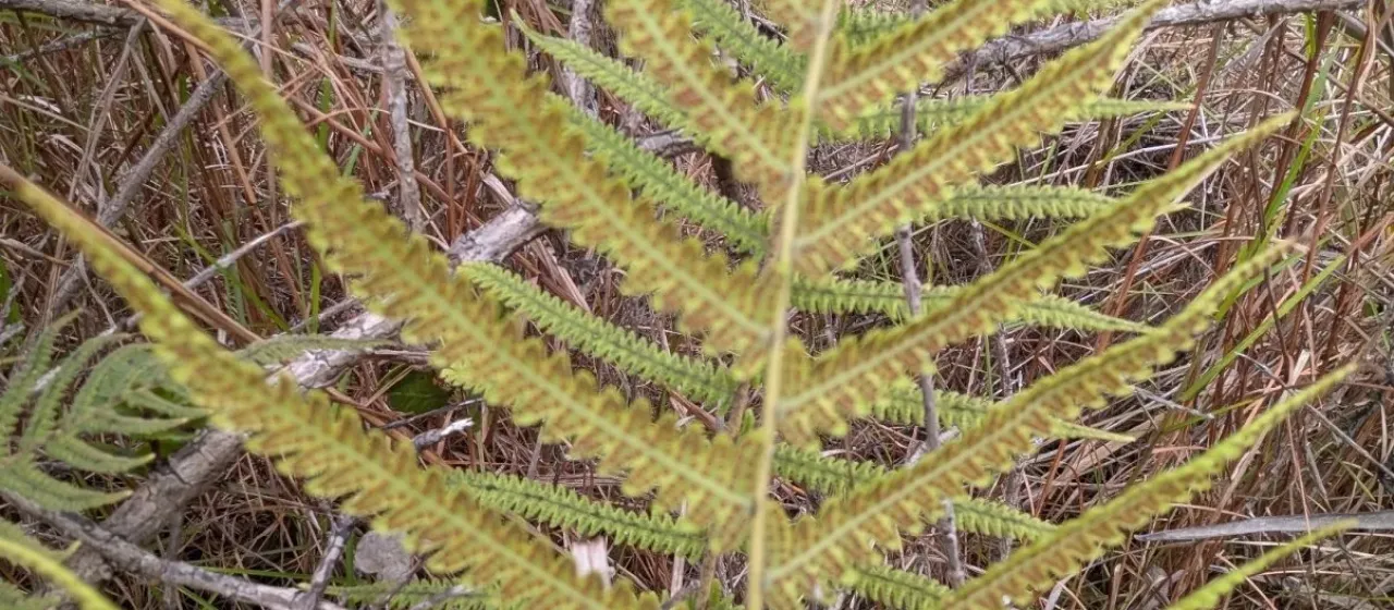 Thelypteris parasitica