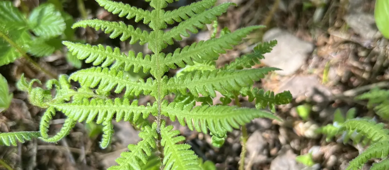 Narrow beech fern