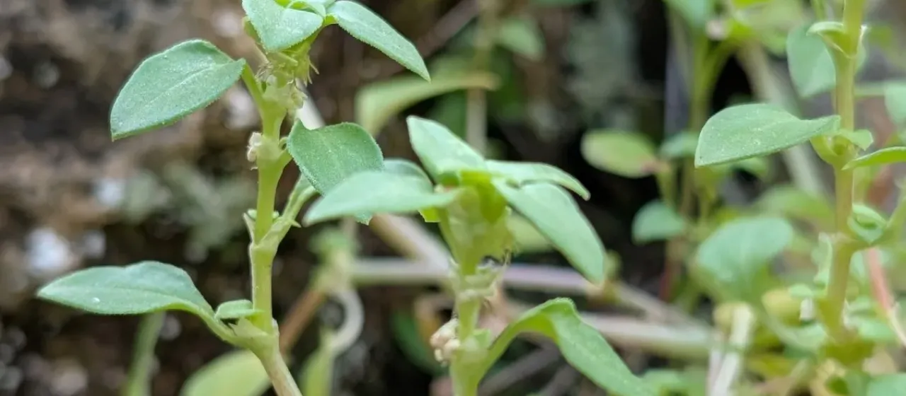 Theligonum cynocrambe
