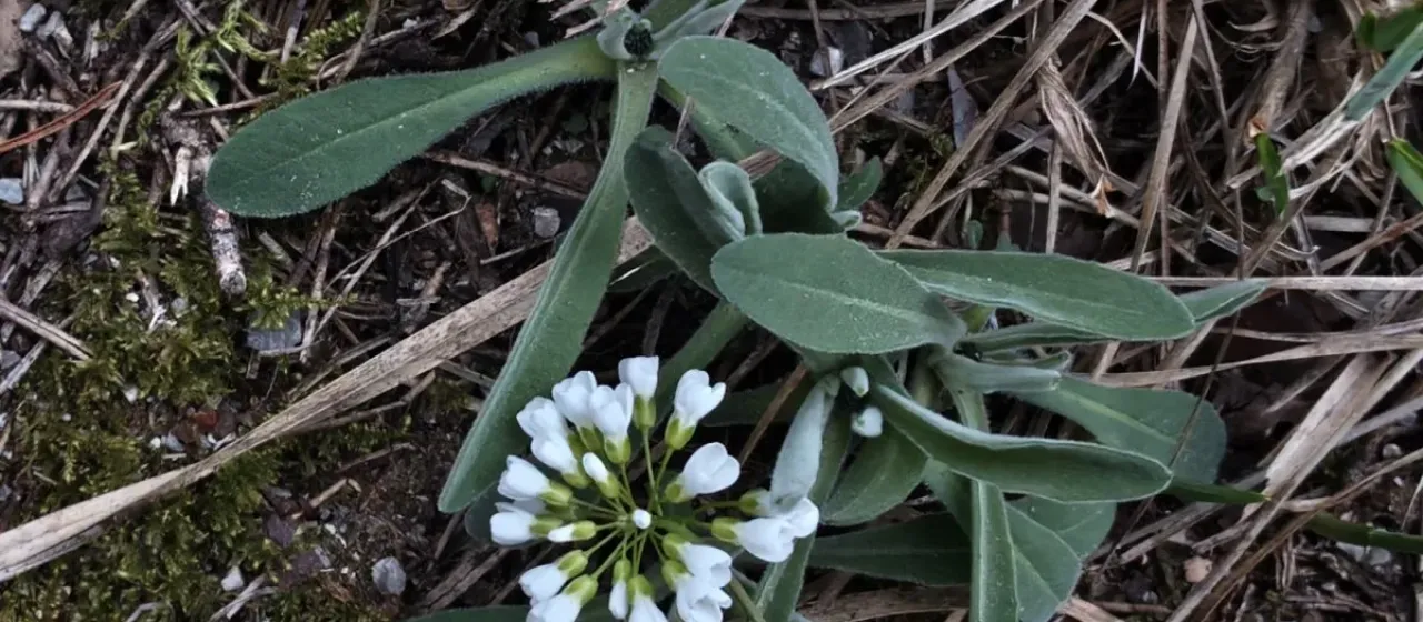 Mountain pennycress