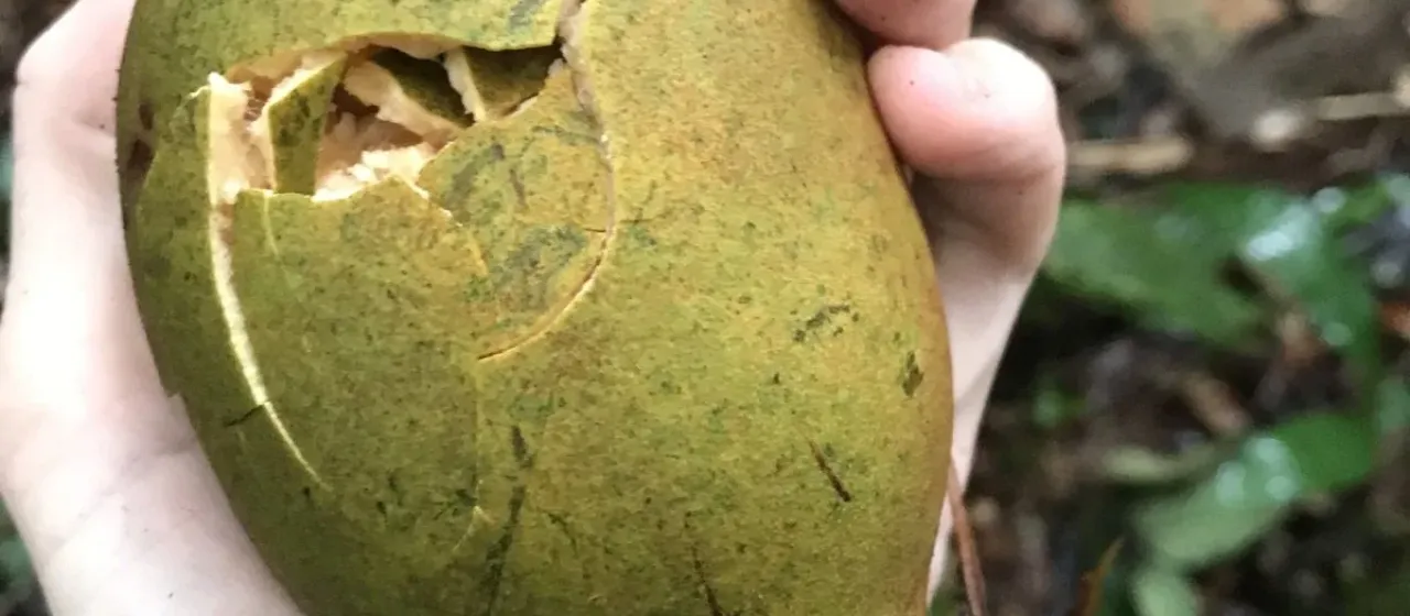 Theobroma subincanum