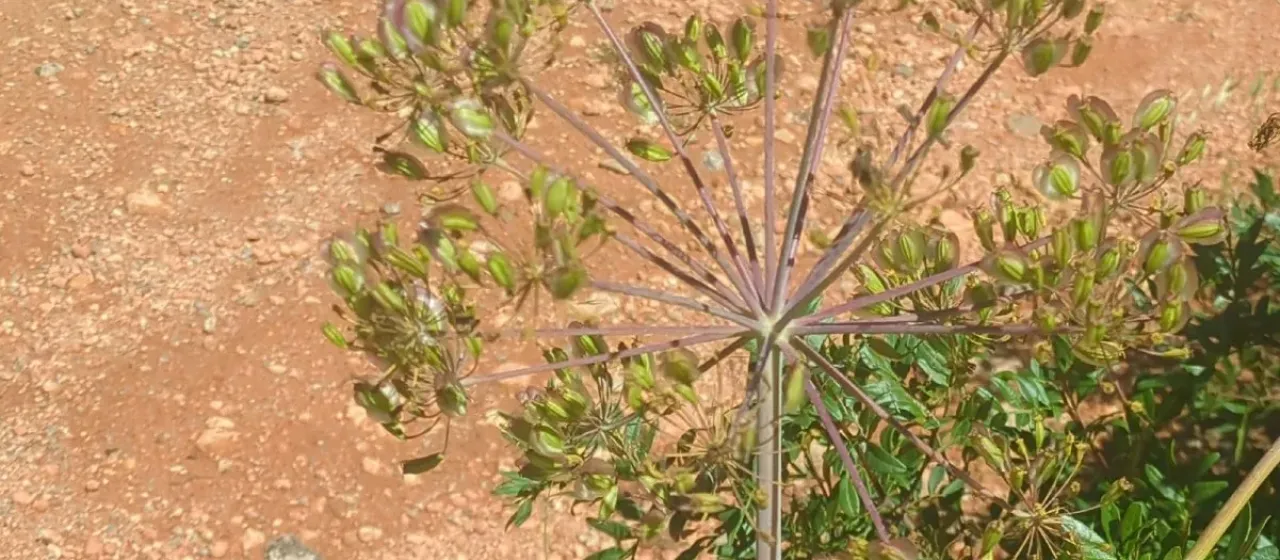 Thapsia garganica