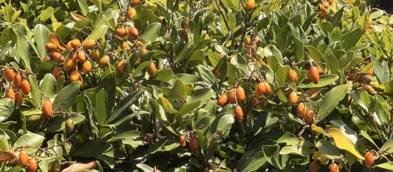 Corynocarpus
