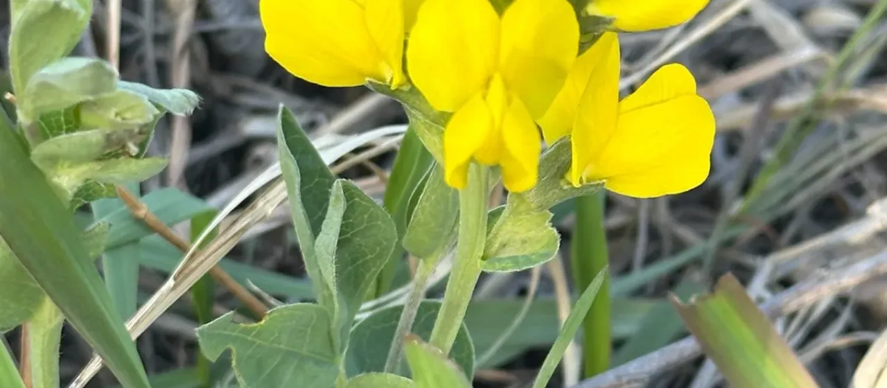 Roundleaf thermopsis