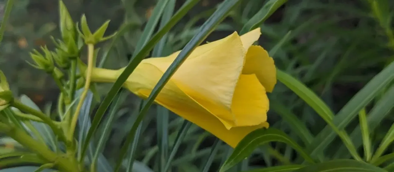 Yellow oleander