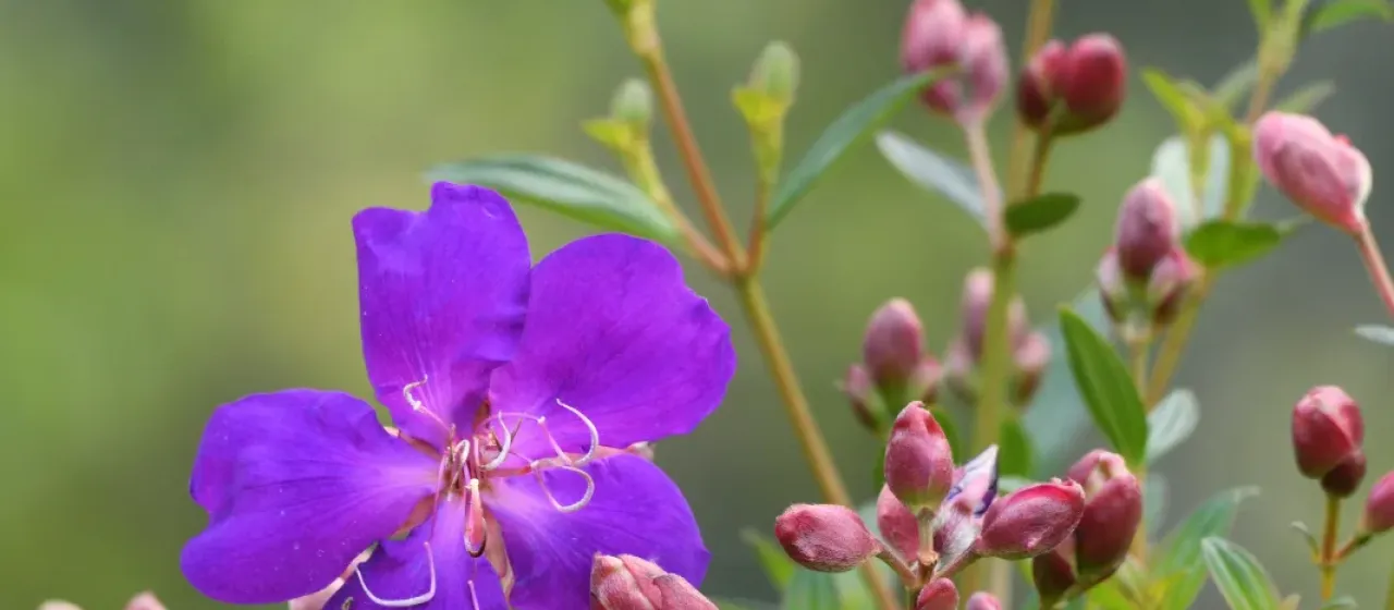 Tibouchina semidecandra