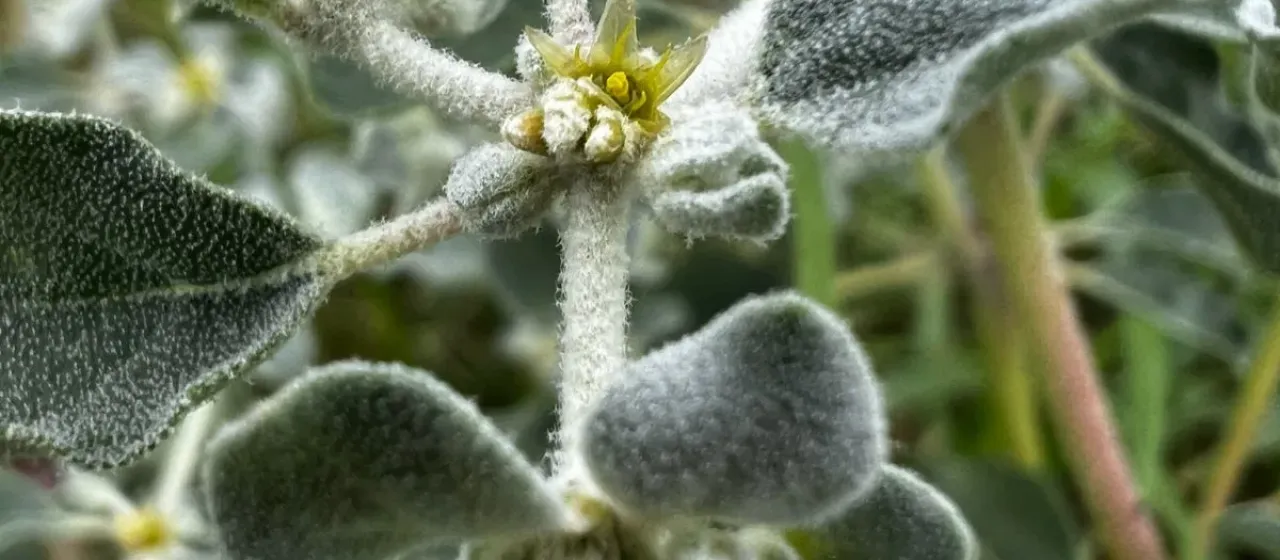Woolly tidestromia