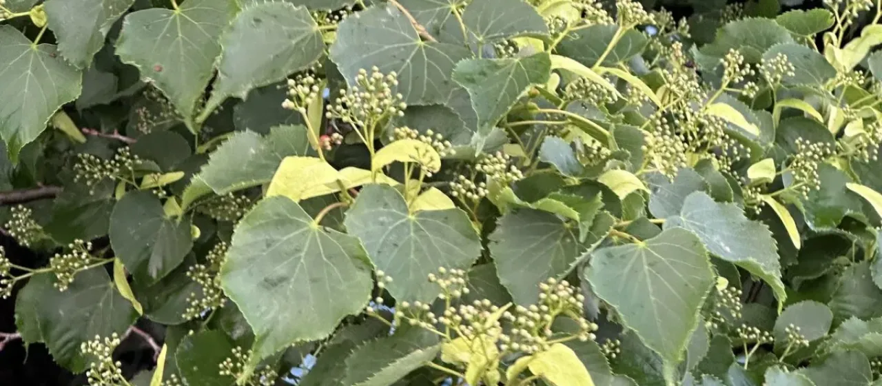 Amur linden