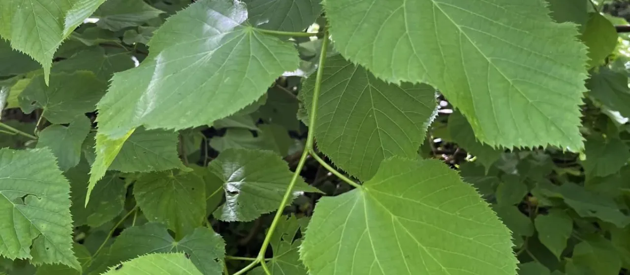 Caucasian Lime