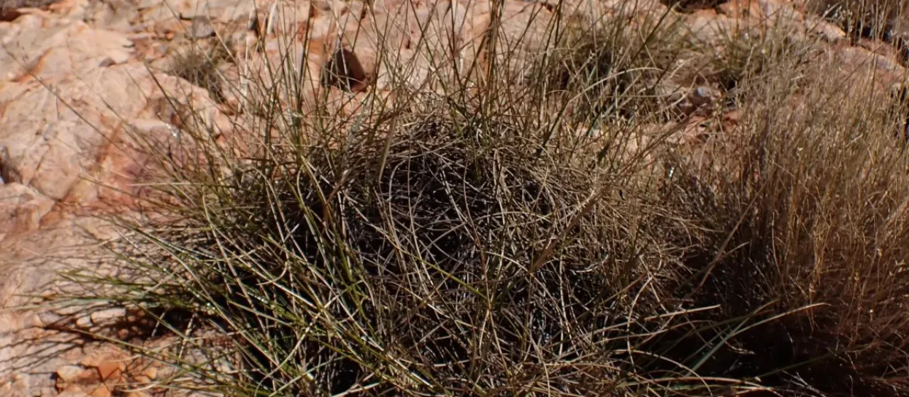 Soft spinifex