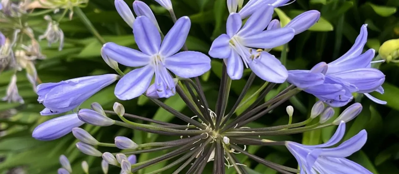 African lily