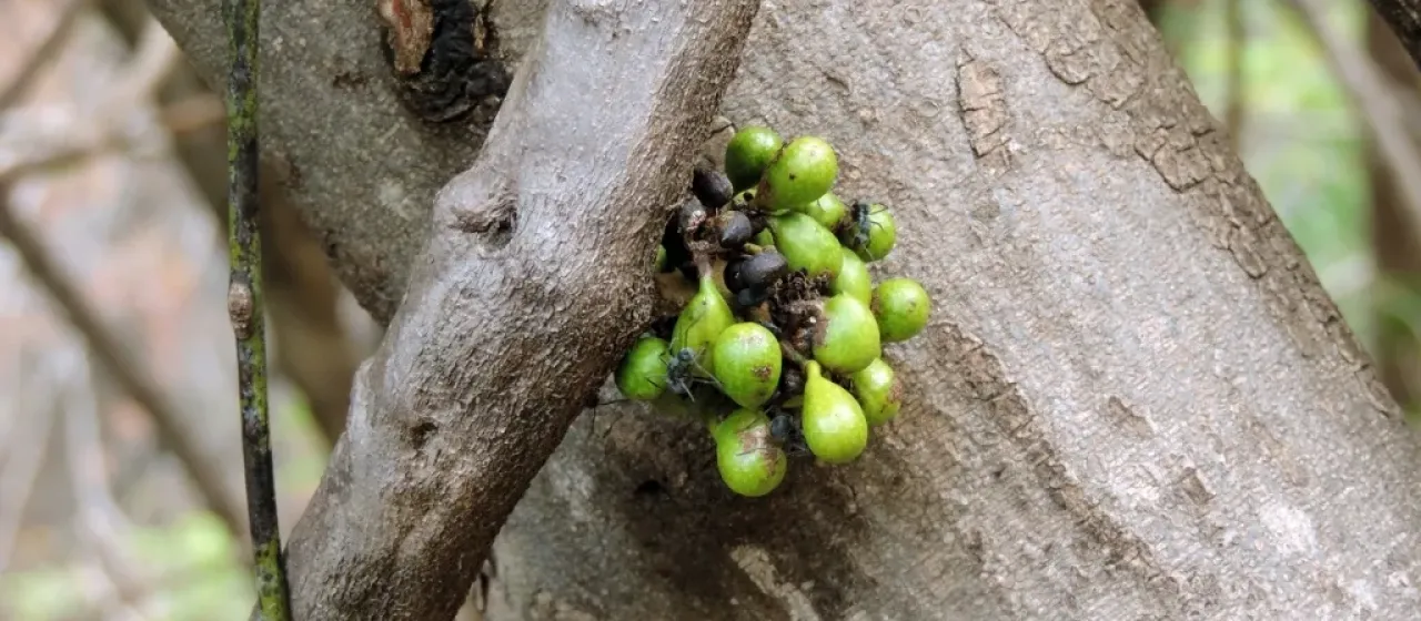 Tiliacora funifera