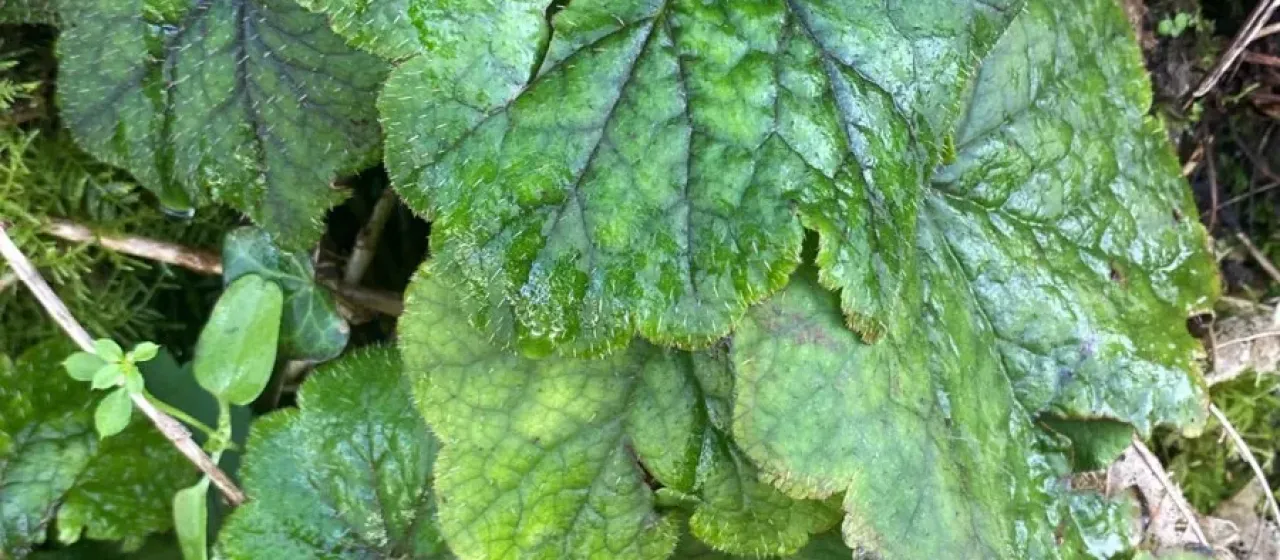 Tellima