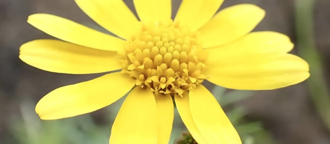 Dahlberg daisy