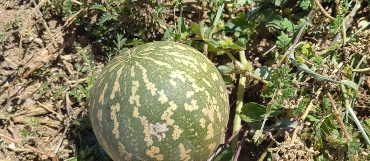 citron