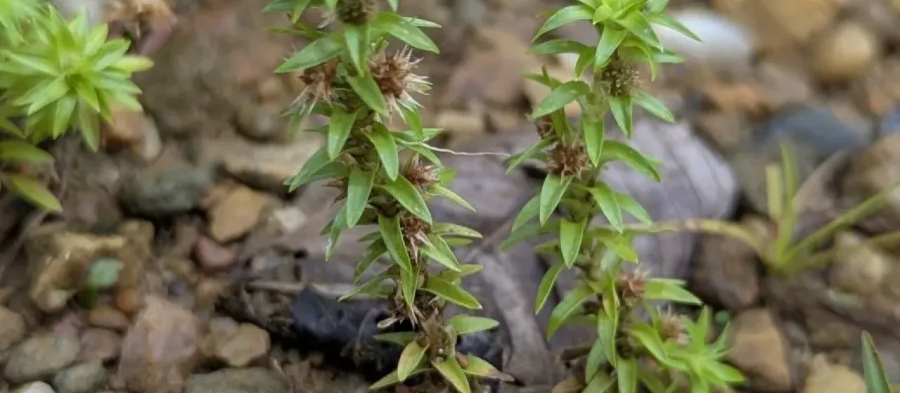 Paepalanthus fluviatilis