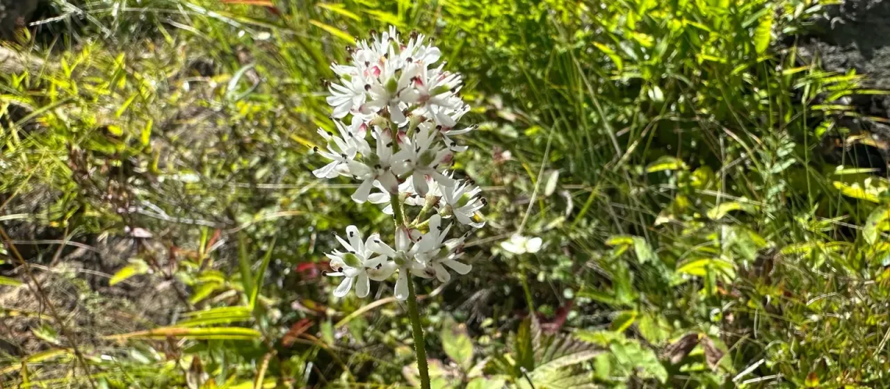 Triantha japonica