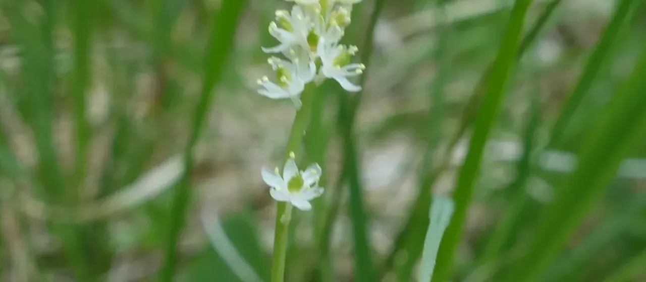 Scottish asphodel